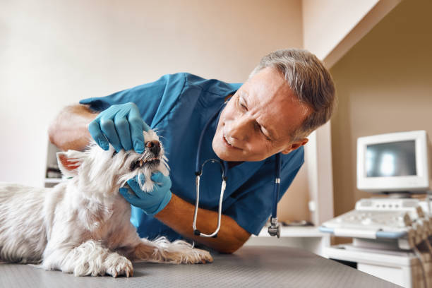 Best 24-Hour Emergency Dentist in Shelbyvle, IL